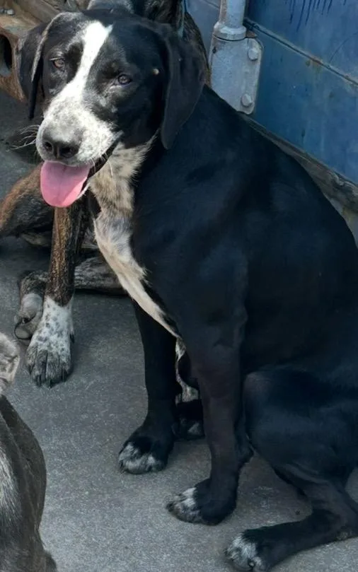 An adult large-sized female Mixed Breed dog named Lucy  Awaiting Behavior for adoption in Chickamauga , GA