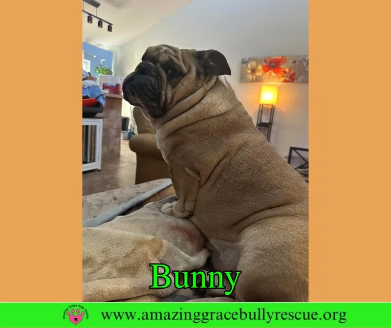 An adult medium-sized female English Bulldog dog named Bunny for adoption in Pensacola, FL