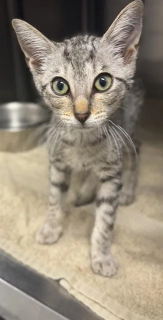 A baby small-sized male Domestic Short Hair cat named Target for adoption in Augusta, GA