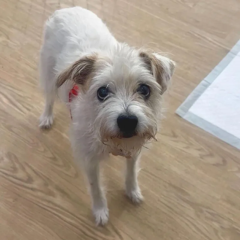 A senior small-sized female White / Cream Cairn Terrier dog named Jean for adoption in San Francisco, CA