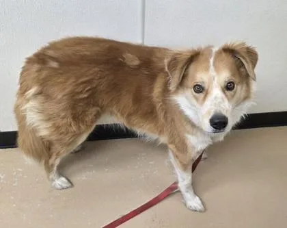 An adult large-sized male Shepherd dog named Roscoe for adoption in Phoenix, AZ