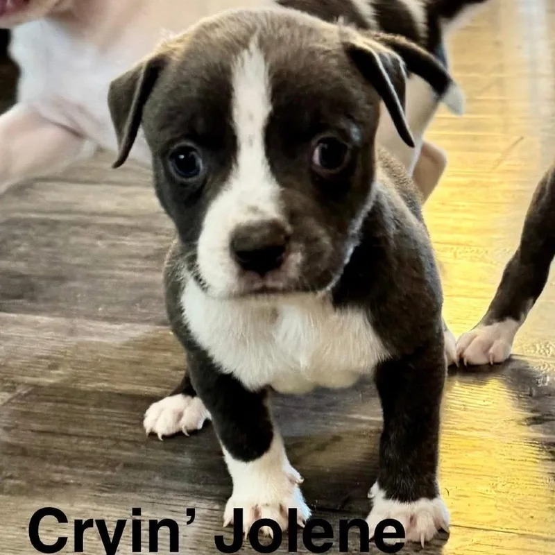 A baby medium-sized female Gray / Blue / Silver Pit Bull Terrier dog named Cryin' Jolene for adoption in Olathe, KS