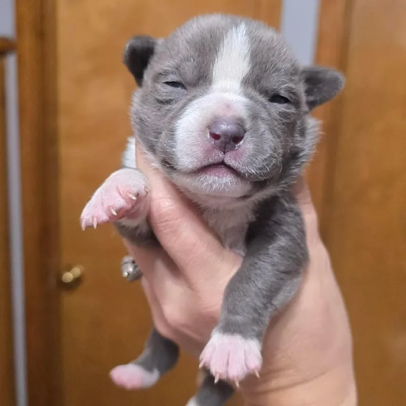 Cryin' Jolene thumbnail 2