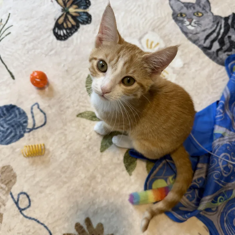 A baby small-sized female Orange & White Domestic Short Hair cat named Sunset Orange for adoption in Richmond, VA