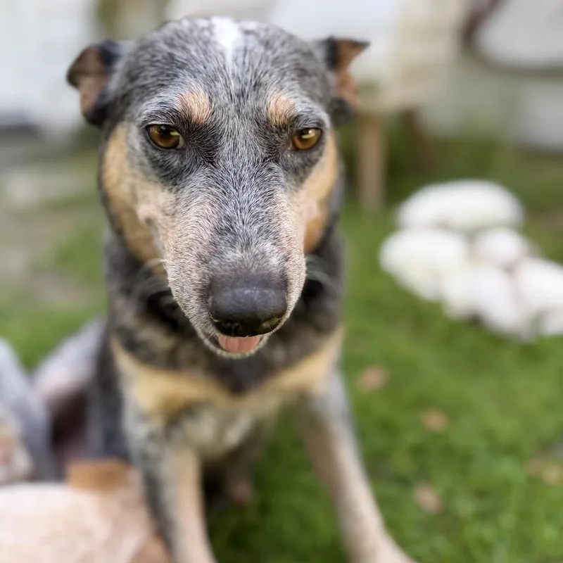 An adult medium-sized female Black Australian Cattle Dog / Blue Heeler dog named Queenie for adoption in Sonoma, CA