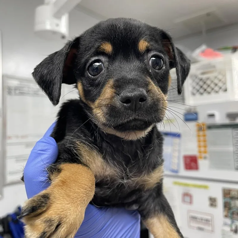 A baby small-sized female Chihuahua dog named Star for adoption in Long Beach, CA