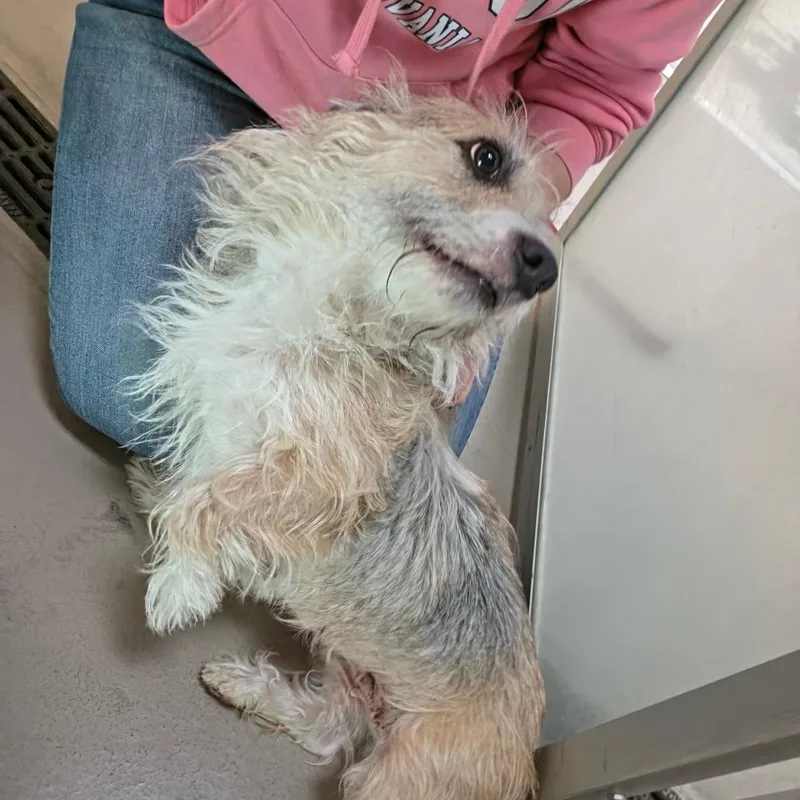 An adult medium-sized female Yellow / Tan / Blond / Fawn Cairn Terrier dog named Agnes for adoption in Easton, PA