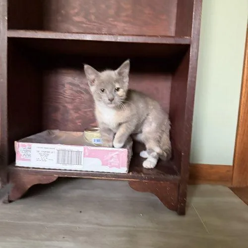 A baby small-sized female Dilute Calico Domestic Short Hair cat named Helene for adoption in Kenosha, WI