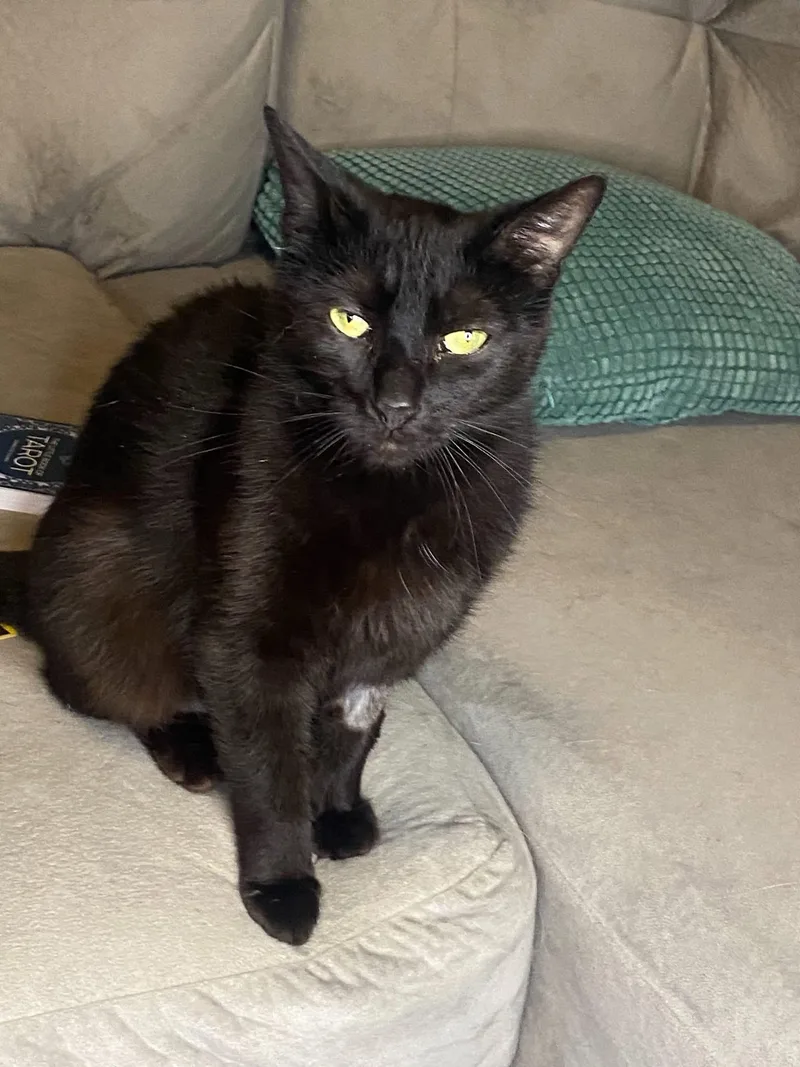 An adult medium-sized female Domestic Short Hair cat named Simone for adoption in Ontario, NY