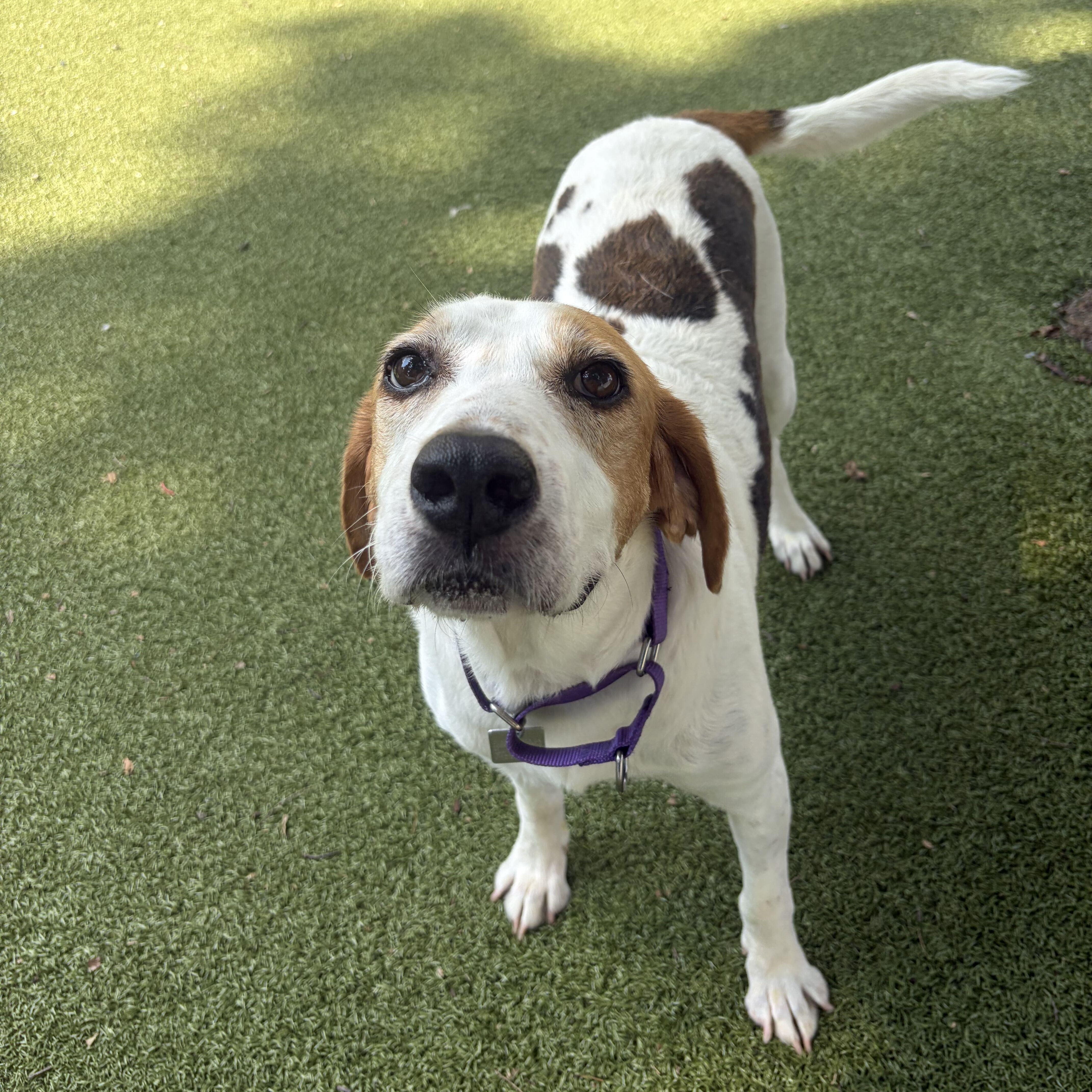An adult medium-sized male Hound dog named Duncan for adoption in New Bedford, MA