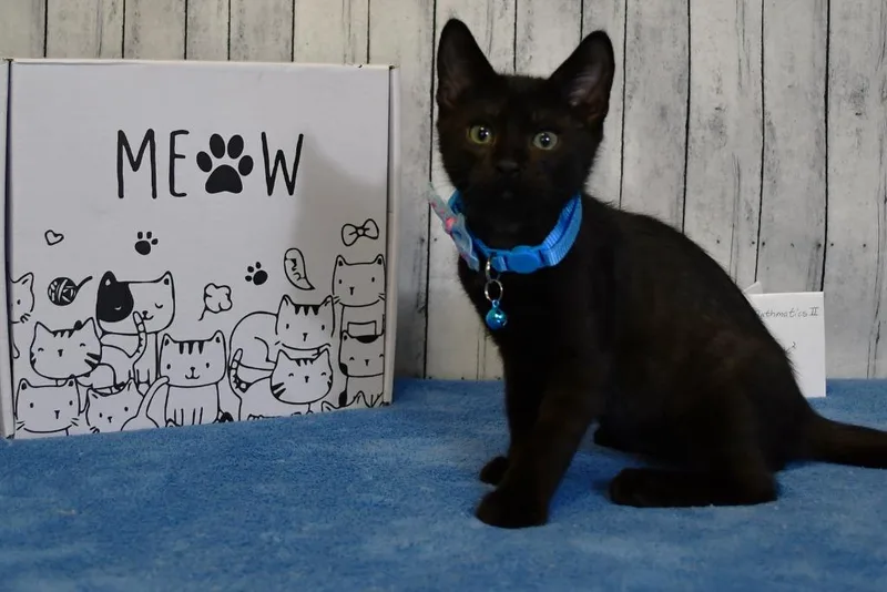A baby small-sized male Domestic Short Hair cat named Howard for adoption in Roanoke, TX