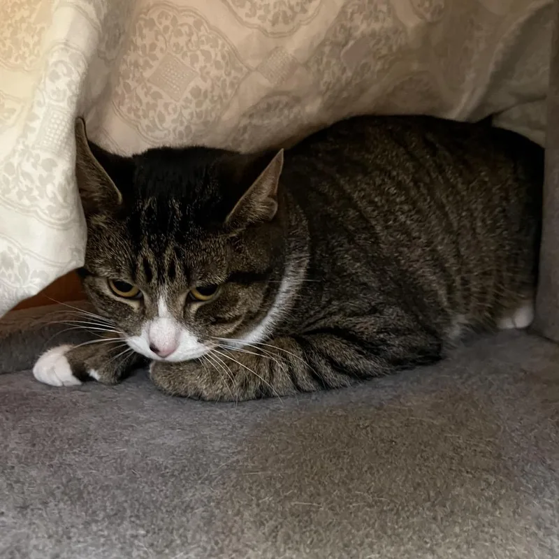 A young medium-sized female Black Domestic Short Hair cat named Kit for adoption in Bedford, NH