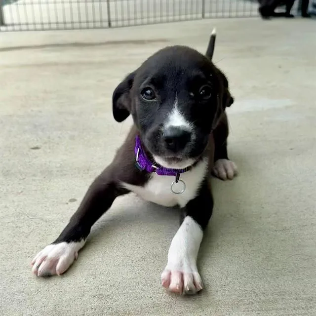 A baby small-sized male Labrador Retriever dog named Chester for adoption in Leesburg, VA