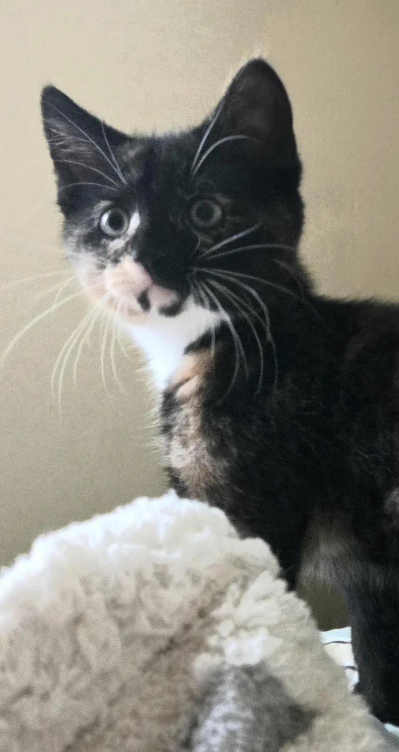 Lili