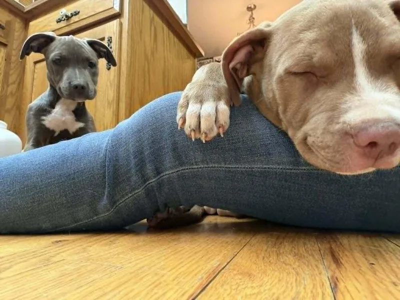 A baby large-sized male Gray / Blue / Silver Pit Bull Terrier dog named Jabba for adoption in Aurora, CO