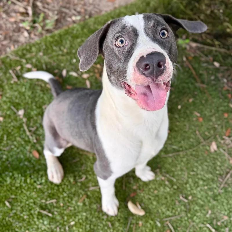 An adult medium-sized male Black Mixed Breed dog named Toaster for adoption in Milton, FL