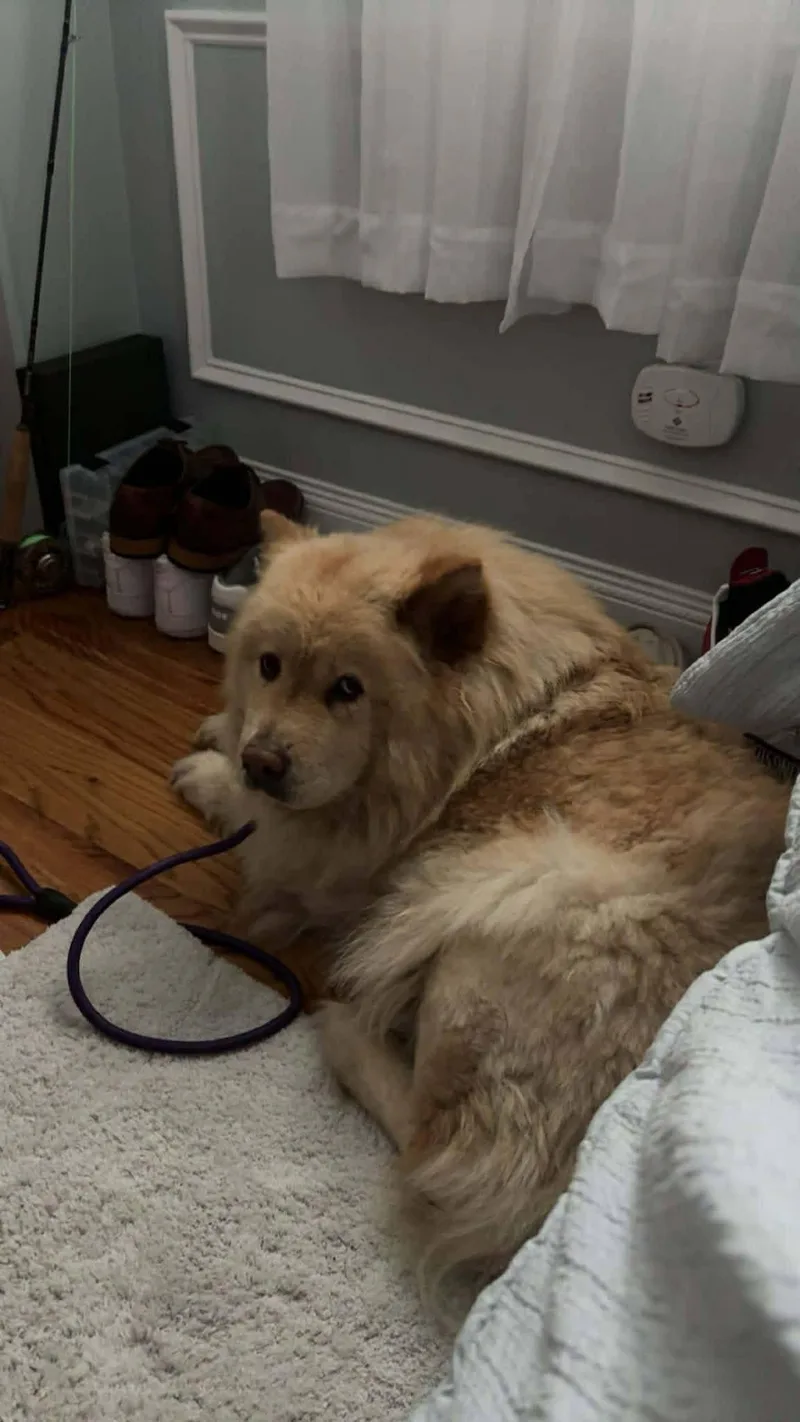 An adult large-sized female Chow Chow dog named Angel for adoption in Bayport, NY