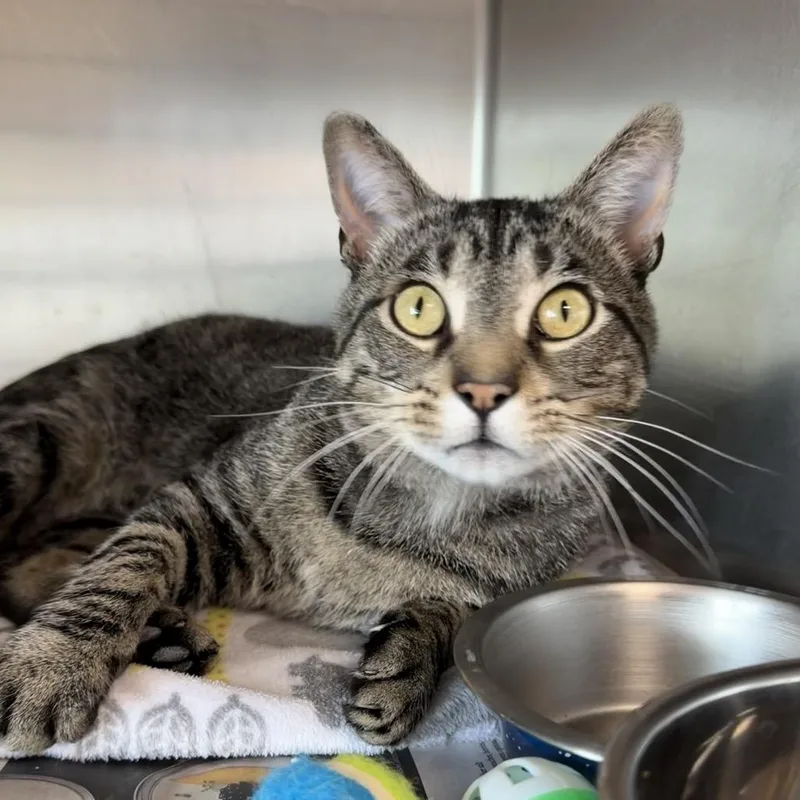 An adult large-sized male Brown / Chocolate Domestic Short Hair cat named Basil for adoption in DeKalb, IL