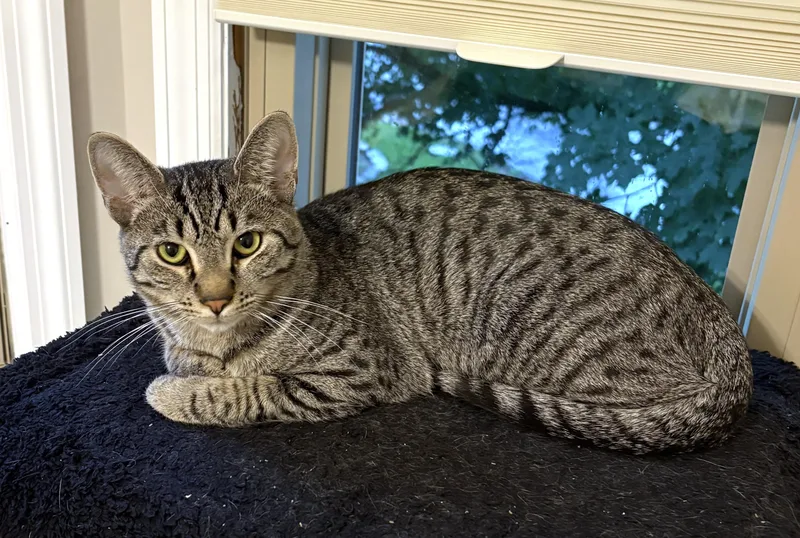 A baby medium-sized male Tabby (Brown / Chocolate) Tabby cat named Roscoe for adoption in New Albany, OH