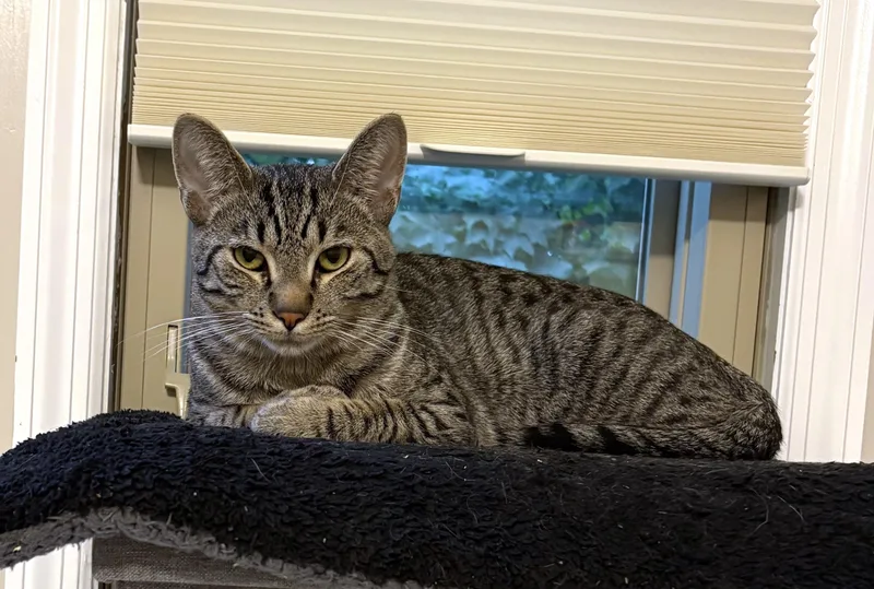 Roscoe thumbnail 4