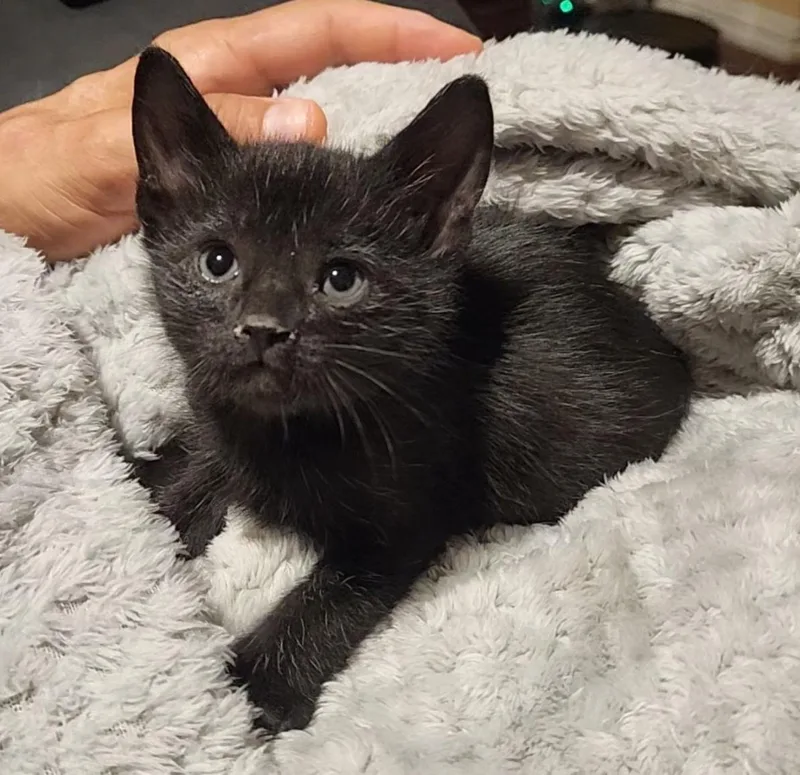 A baby large-sized male Domestic Short Hair cat named Pez for adoption in Allen, TX