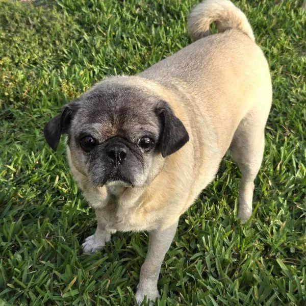 A senior small-sized male Yellow / Tan / Blond / Fawn Pug dog named Donnie for adoption in Alvin, TX