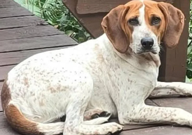 An adult large-sized male Hound dog named Delayne for adoption in Mauston, WI