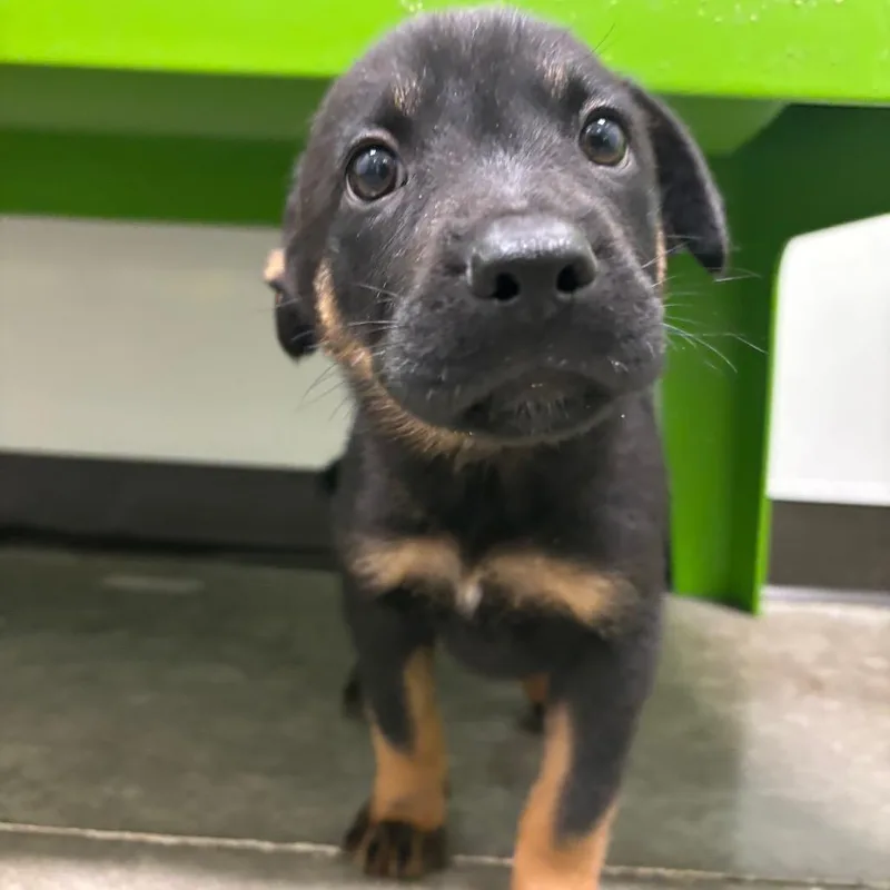 A baby small-sized female Black Mixed Breed dog named Nonnette for adoption in Washington Township, OH