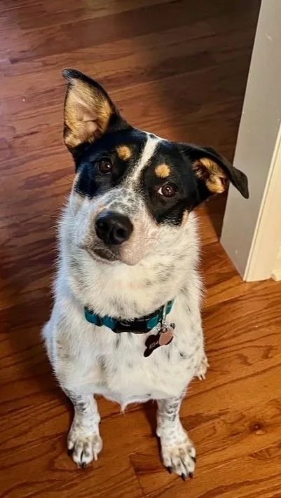 A young medium-sized female White / Cream Cattle Dog dog named Dottie for adoption in Nashville, TN