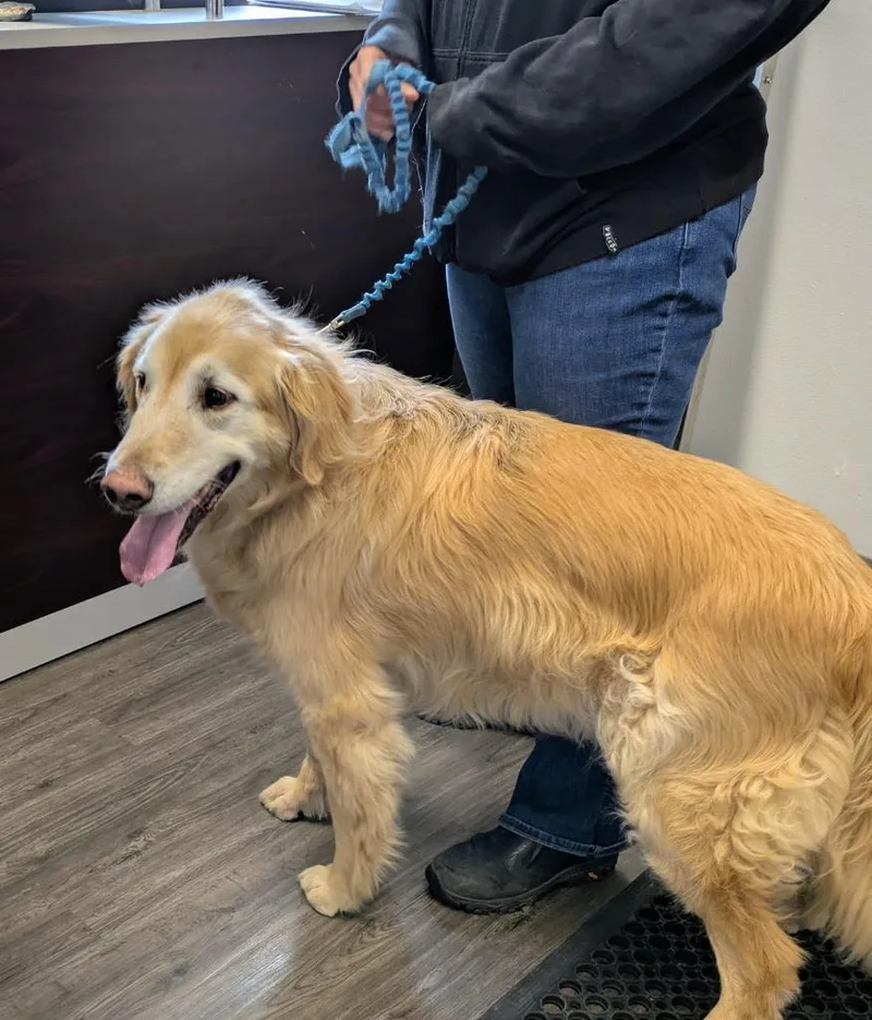 A senior large-sized male Golden Retriever dog named Duke for adoption in Kodiak, AK