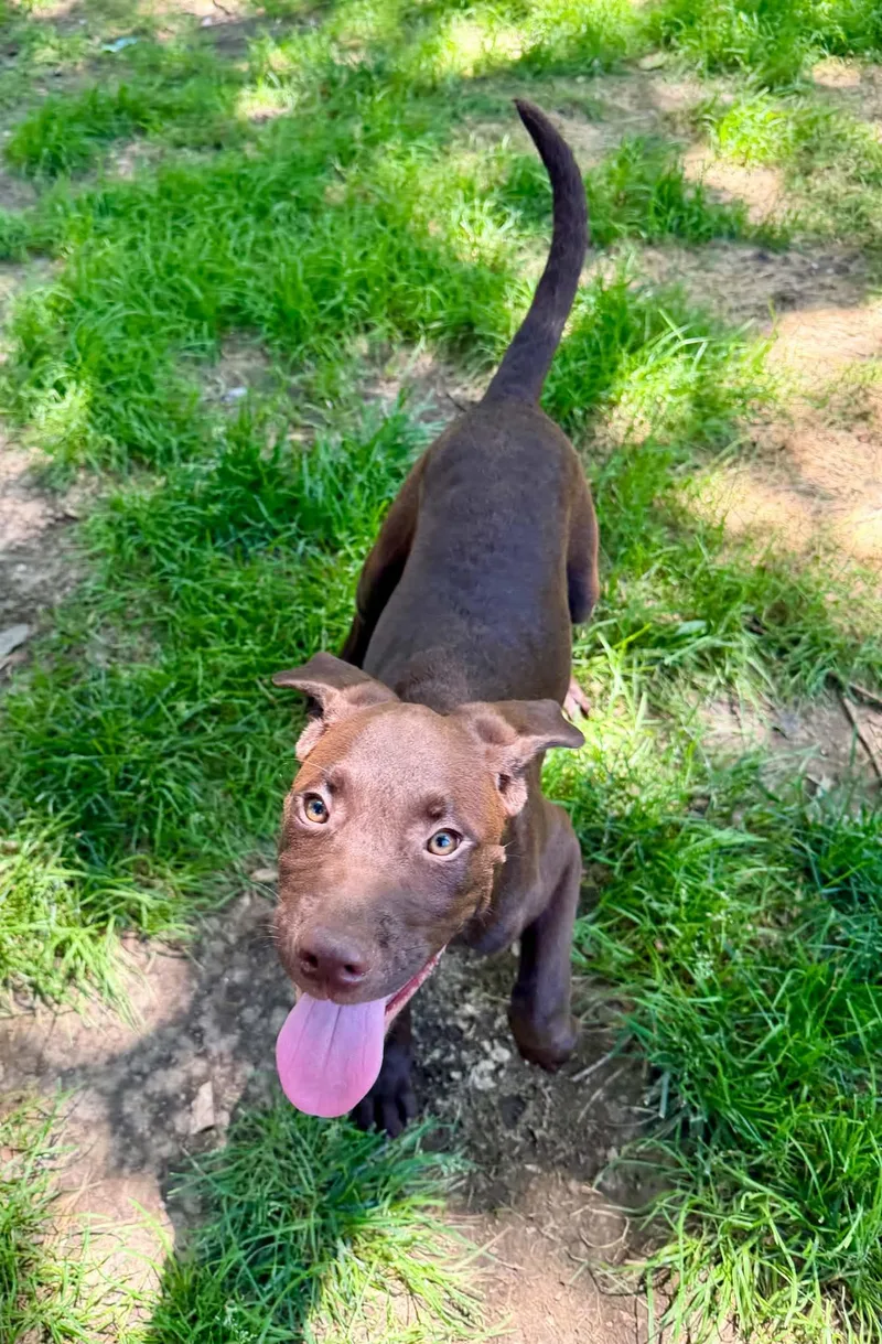 A baby medium-sized male Mixed Breed dog named Wyatt for adoption in Northwood, NH
