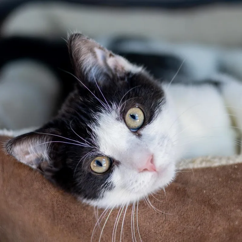 A baby medium-sized male Black Domestic Short Hair cat named Cliff for adoption in Newark, DE