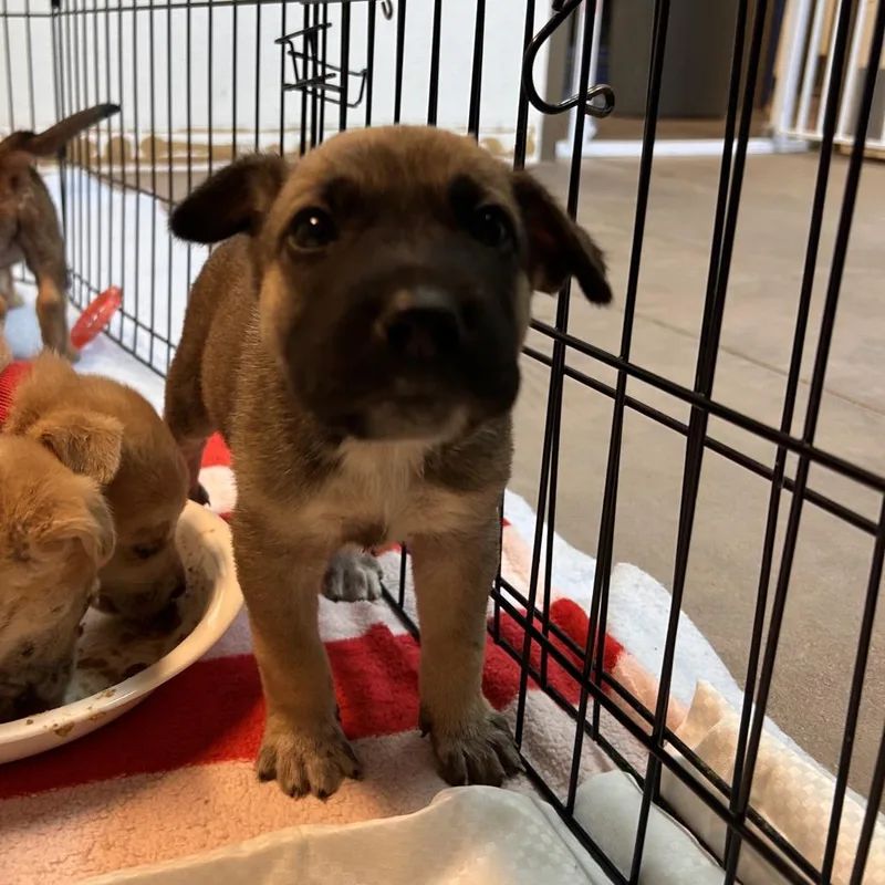 A baby small-sized male Brown / Chocolate Mixed Breed dog named King for adoption in Flagstaff, AZ