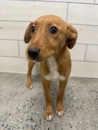 A baby medium-sized female Mixed Breed dog named Rose for adoption in West Chester, PA