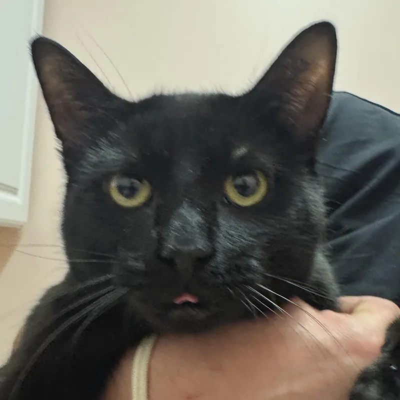 Dr. Quack thumbnail 2