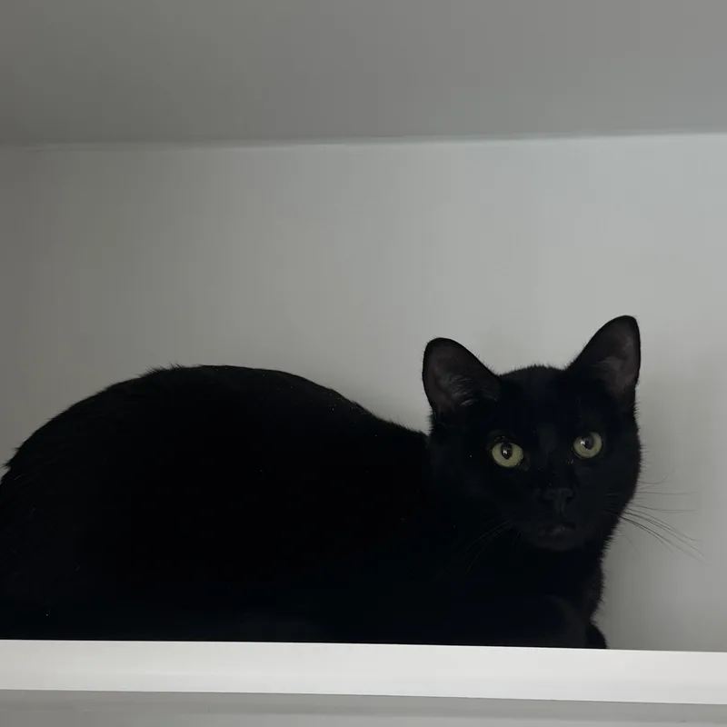 Dr. Quack thumbnail 3