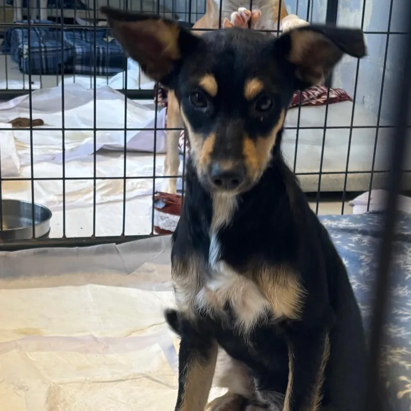 A baby small-sized female Schnauzer dog named Elizabeth for adoption in Clanton, AL