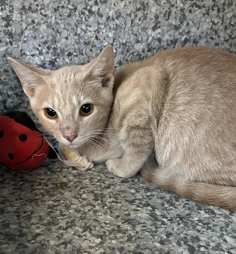 A baby medium-sized male Tabby (Buff / Tan / Fawn) Domestic Short Hair cat named Moseby for adoption in Manassas, VA