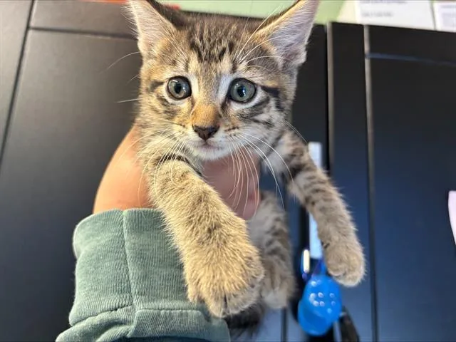 A baby small-sized male Domestic Short Hair cat named Mustard for adoption in Grand Prairie, TX