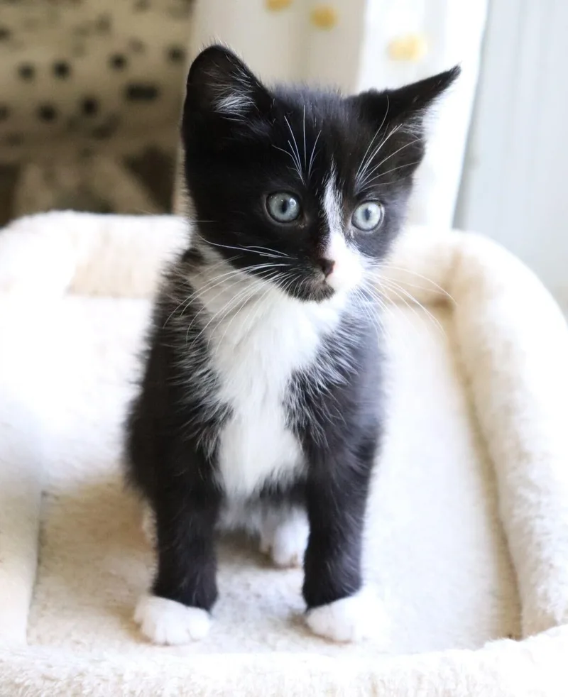 A baby small-sized male Black & White / Tuxedo Domestic Short Hair cat named Gizmo for adoption in Woodbury, NJ