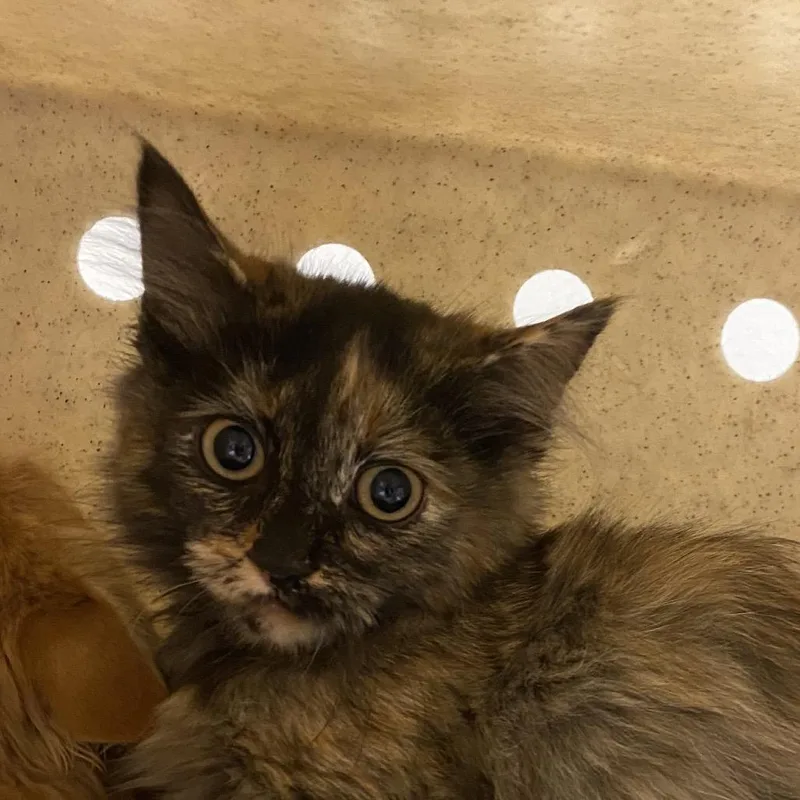 A baby small-sized female Domestic Medium Hair cat named La for adoption in Reno, NV