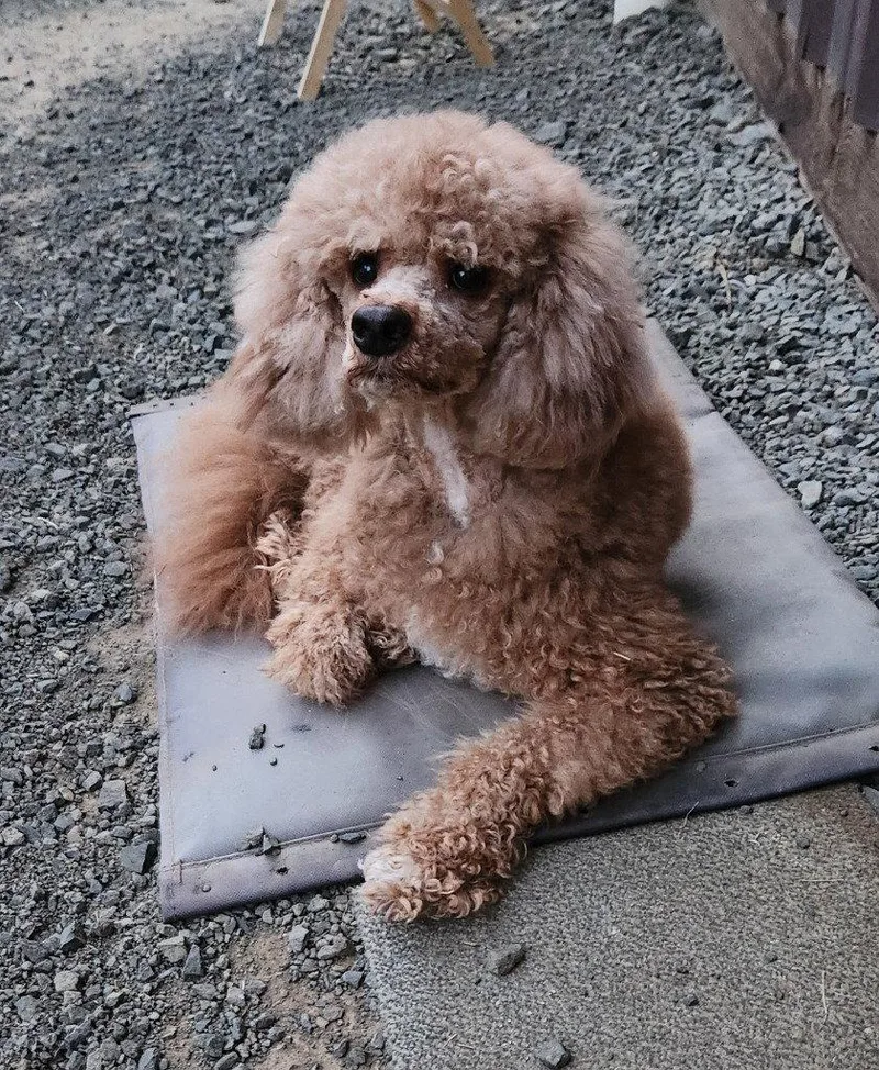 Cooper
