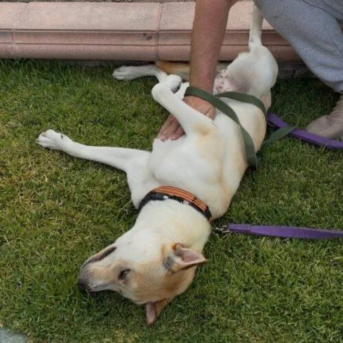 A young medium-sized male Yellow / Tan / Blond / Fawn Siberian Husky dog named Henry for adoption in San Juan Capistrano, CA