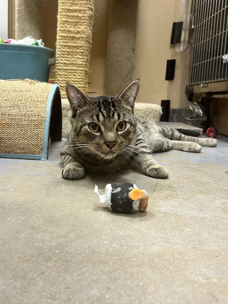 An adult medium-sized male Domestic Short Hair cat named Monk for adoption in Wheaton, IL