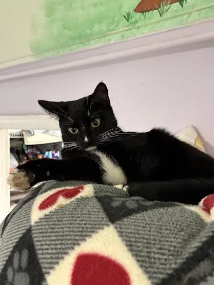 A young medium-sized female Black & White / Tuxedo Domestic Short Hair cat named Carmen for adoption in Marblehead, MA
