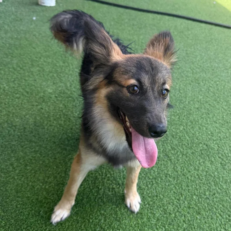 A young small-sized female Black Mixed Breed dog named Peekaboo Bunny Foo Foo for adoption in LOXAHATCHEE, FL