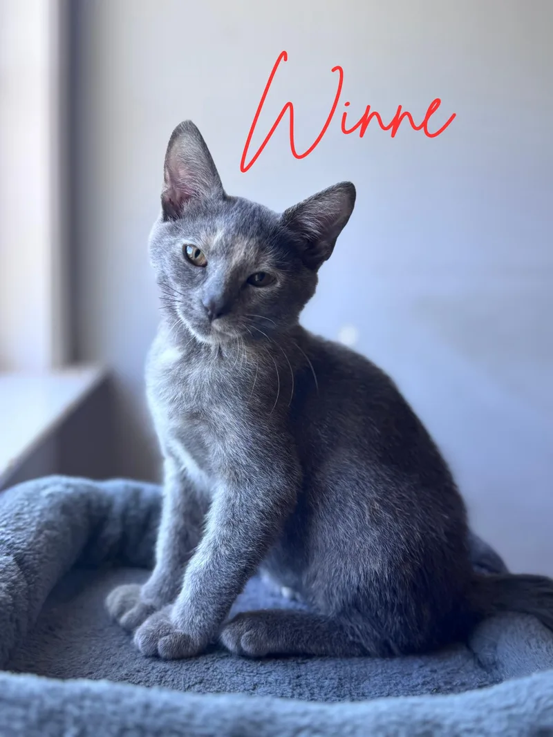 A baby medium-sized female Dilute Tortoiseshell Domestic Short Hair cat named Winne...born to be spoiled for adoption in Murfreesboro, TN