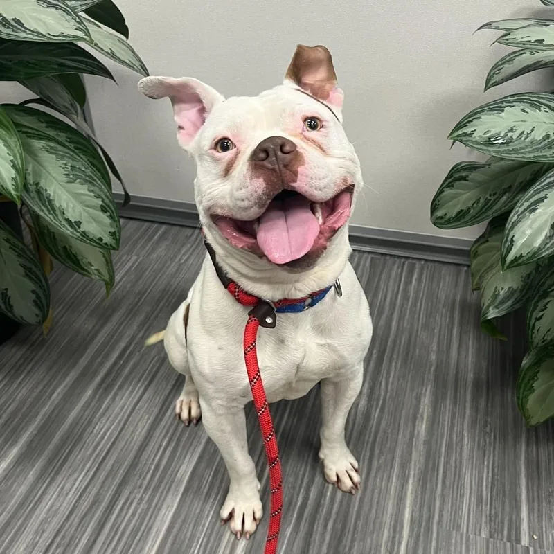 A young medium-sized male White / Cream Pit Bull Terrier dog named Butcher Man for adoption in Chicago, IL
