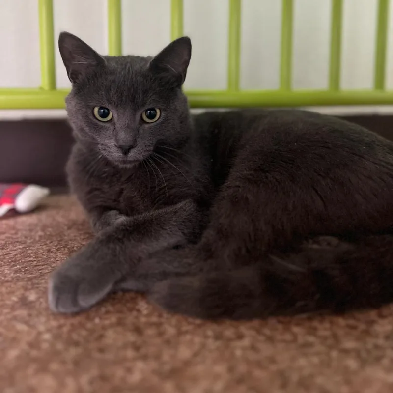 An adult large-sized male Gray / Blue / Silver Domestic Short Hair cat named Alan for adoption in Harrisville, WV