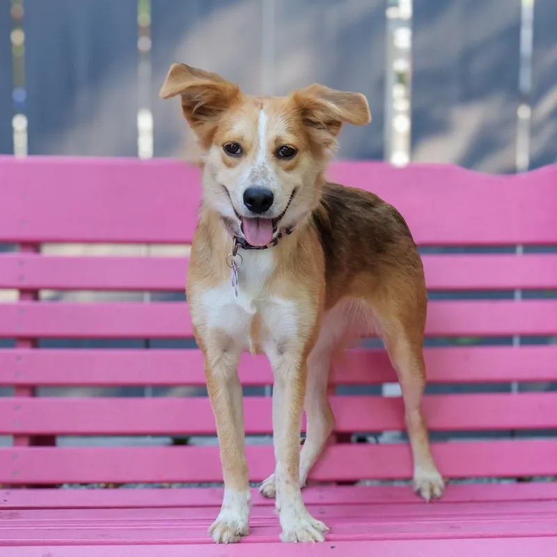 A young medium-sized female Australian Shepherd dog named Shelia for adoption in Wake Forest, NC